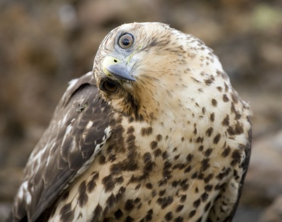 Photo (5): Galapagos Hawk