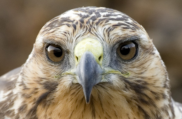 Photo (7): Galapagos Hawk