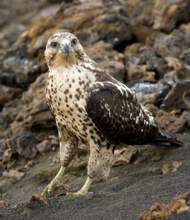 Photo (1): Galapagos Hawk