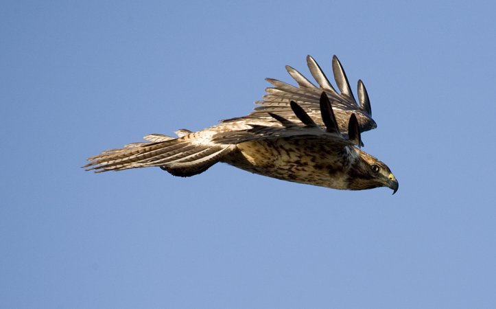 Photo (9): Galapagos Hawk
