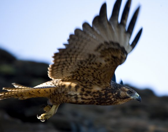 Photo (11): Galapagos Hawk