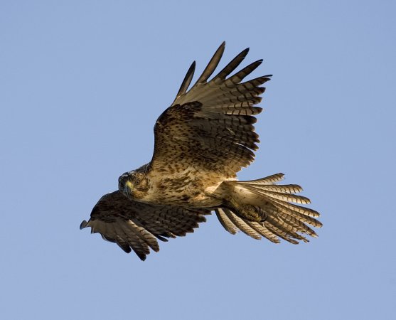 Photo (2): Galapagos Hawk