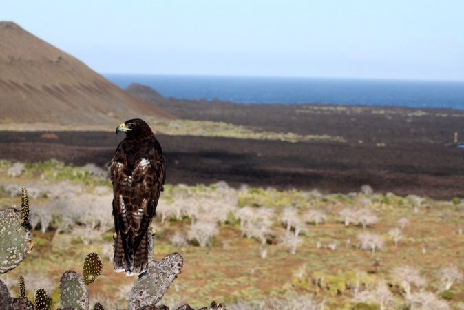 Photo (3): Galapagos Hawk