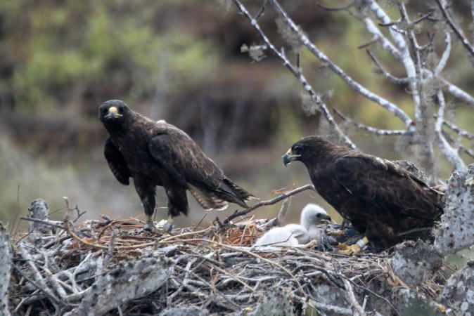 Photo (13): Galapagos Hawk