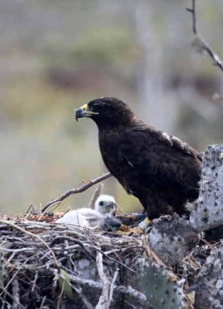 Photo (12): Galapagos Hawk