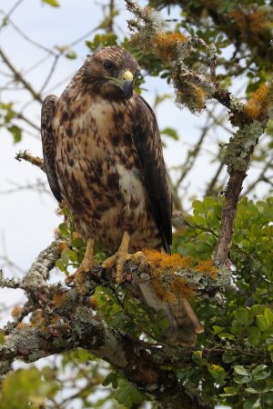 Photo (14): Galapagos Hawk