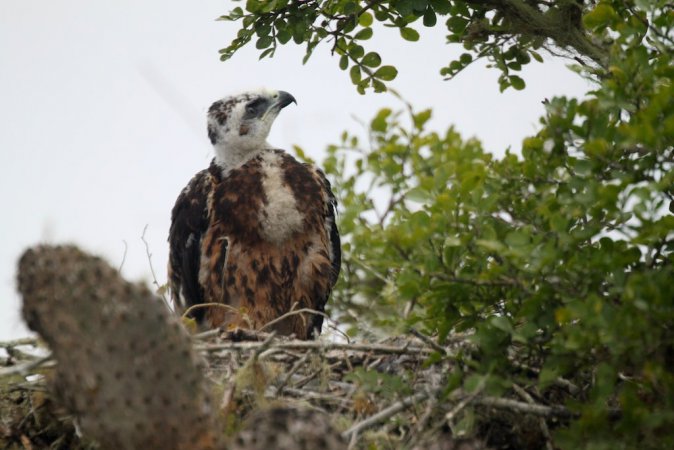 Photo (15): Galapagos Hawk