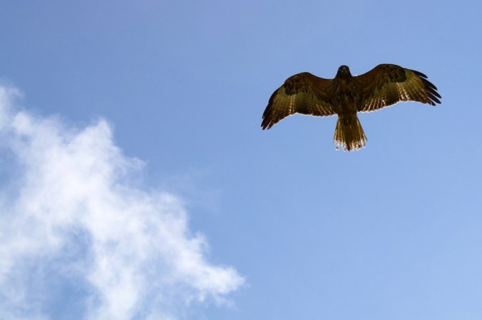 Photo (10): Galapagos Hawk