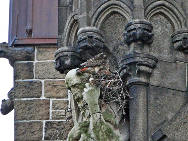 Photo (22): Red-tailed Hawk