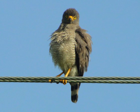 Photo (16): Roadside Hawk