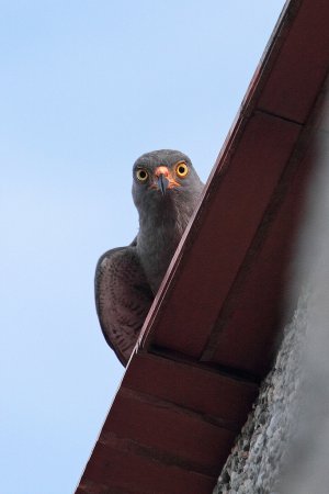 Photo (13): Roadside Hawk