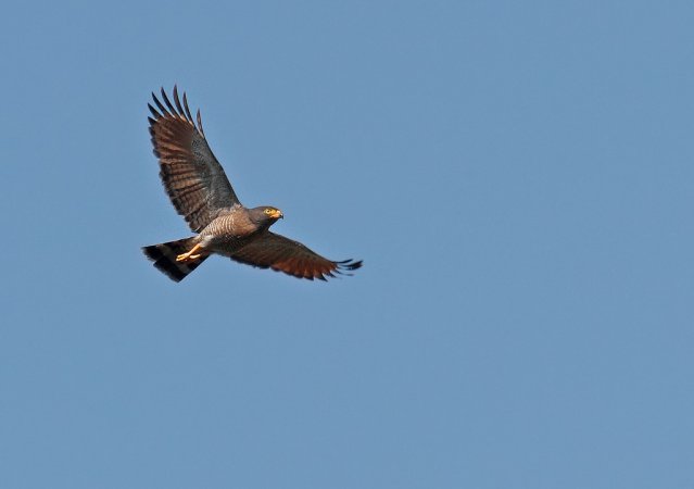 Photo (3): Roadside Hawk