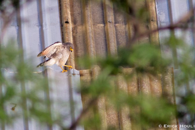 Photo (19): Roadside Hawk
