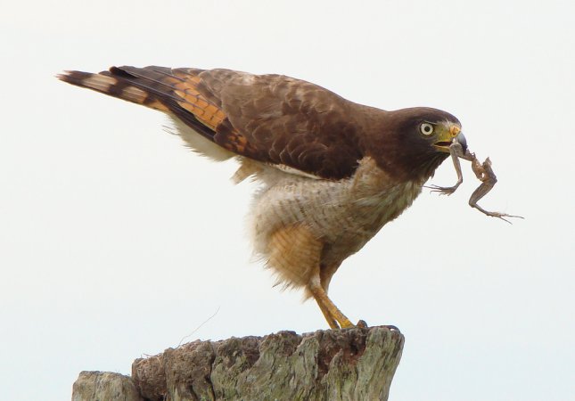 Photo (2): Roadside Hawk