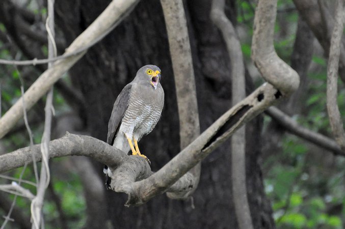 Photo (9): Roadside Hawk