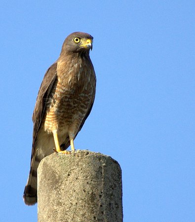 Photo (5): Roadside Hawk