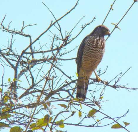 Photo (20): Roadside Hawk