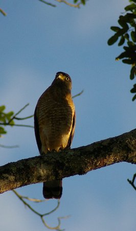 Photo (23): Roadside Hawk