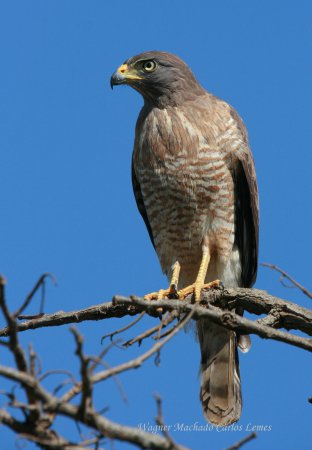Photo (7): Roadside Hawk
