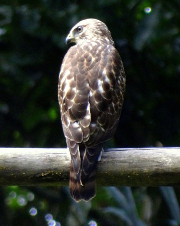 Photo (10): Quiz Species