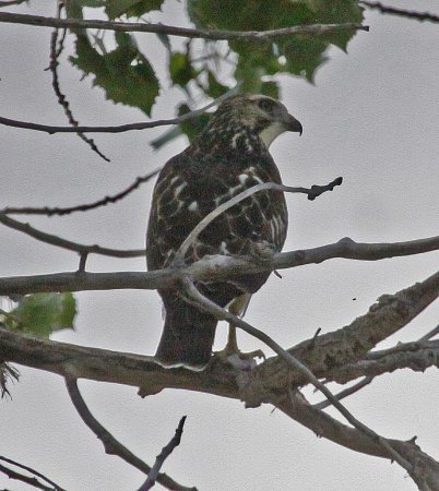 Photo (15): Quiz Species