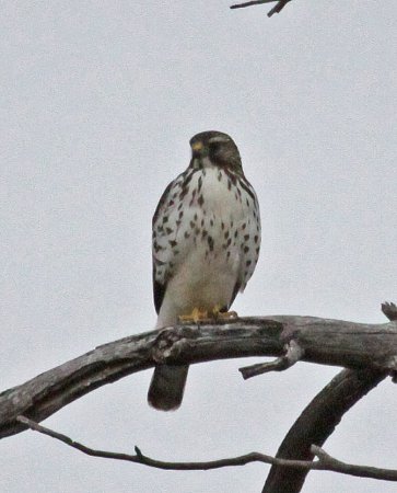Photo (16): Quiz Species