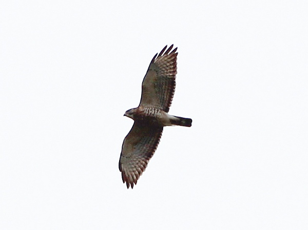 Photo (7): Quiz Species