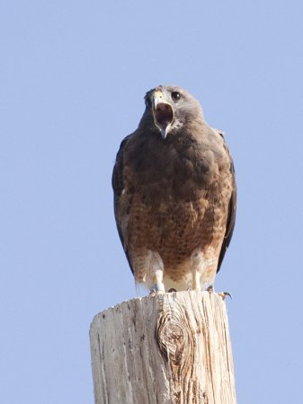 Photo (14): Swainson's Hawk