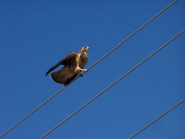 Photo (25): Swainson's Hawk