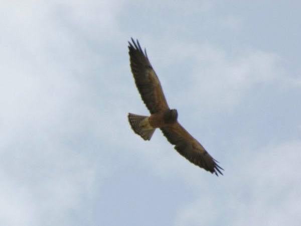 Photo (16): Swainson's Hawk