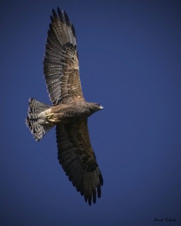 Photo (23): Swainson's Hawk