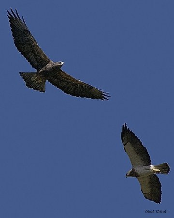 Photo (20): Swainson's Hawk