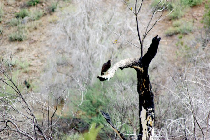 Photo (16): Common Black Hawk