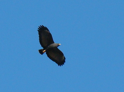 Photo (15): Common Black Hawk