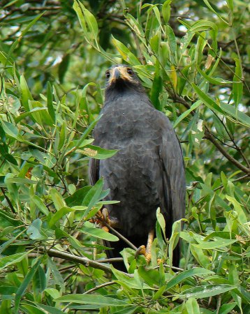 Photo (5): Common Black Hawk