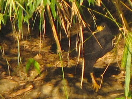 Photo (17): Common Black Hawk