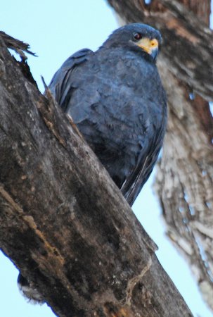 Photo (10): Common Black Hawk
