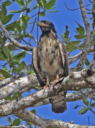 Photo (20): Common Black Hawk