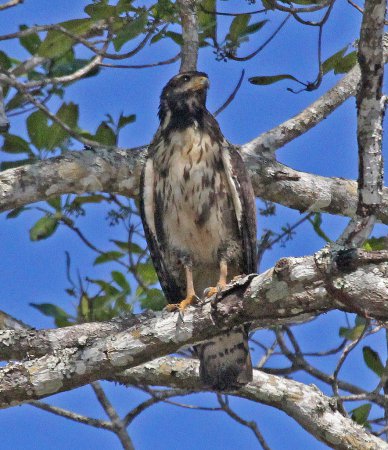 Photo (19): Common Black Hawk
