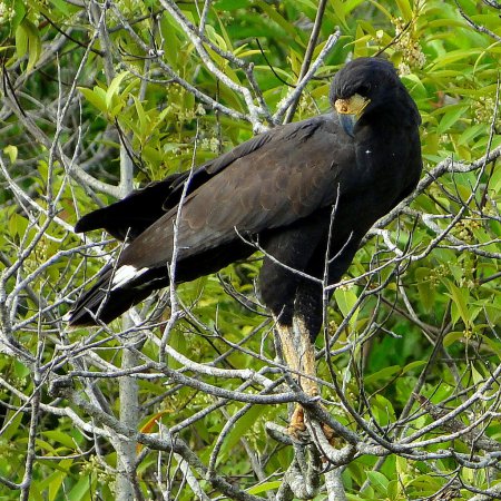 Photo (1): Great Black Hawk