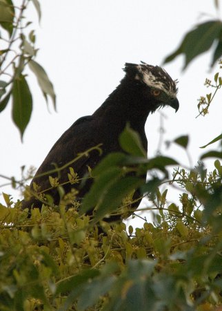 Photo (7): Black Hawk-Eagle