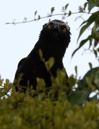 Photo (6): Black Hawk-Eagle