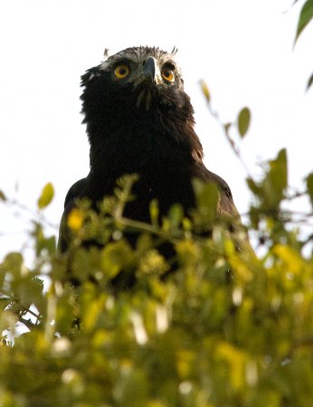 Photo (5): Black Hawk-Eagle