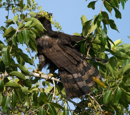 Photo (2): Black Hawk-Eagle
