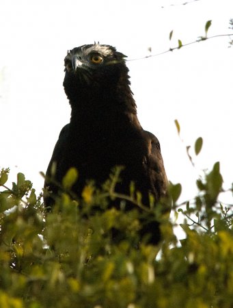 Photo (4): Black Hawk-Eagle