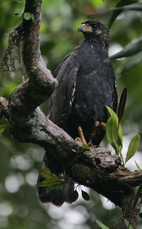 Photo (3): Great Black Hawk