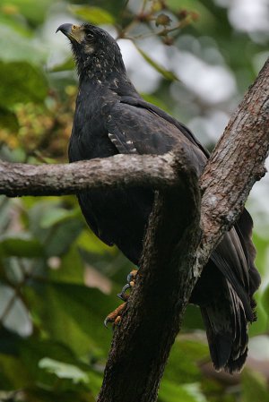 Photo (2): Great Black Hawk