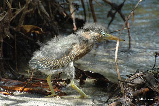 Photo (1): Striated Heron