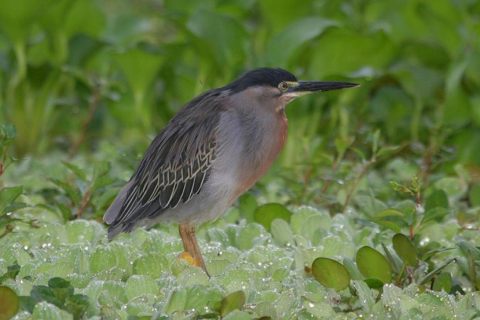 Photo (3): Striated Heron
