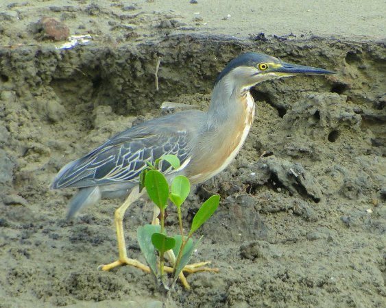 Photo (4): Striated Heron